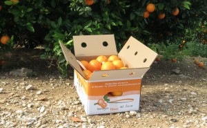 regalar-comprar-naranjas-online-por-navidad-caja-naranjas-ribera-del-jucar