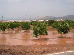 excesiva-lluvia-naranjos-inundados