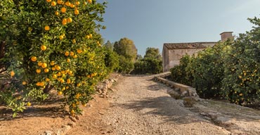 Naranjas Ribera del Júcar